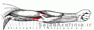 آناتومی عضله براشیالیس یا براکیالیس بازو یا خم کننده آرنج Brachialis
