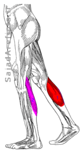 آناتومی عضلات پشت ساق گستروکنمیوس دوقلوی ساق پا Gastrocnemius