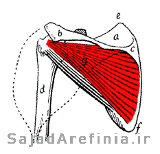 آناتومی عضله تحت خاری اینفرااسپایناتوس Infraspinatus 