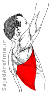 آناتومی عضله پشتی بزرگ لتیسموس دورسی Latissimus Dorsi