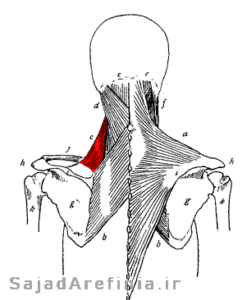 آناتومی عضله بالابرنده کتف لیواتور اسکاپولا Levator Scapulae