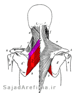 آناتومی عضله لوزی رامبوئید Rhomboids 