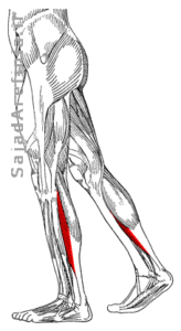 آناتومی عضله سولئوس نعلی پشت ساق پا Soleus