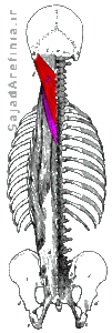 آناتومی عضله بازکننده گردن اسپلنئوس اسپاین Splenius Spine