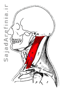آناتومی عضله خم کننده گردن استرنوکلویدماستوئید Sternocleidomastoid 