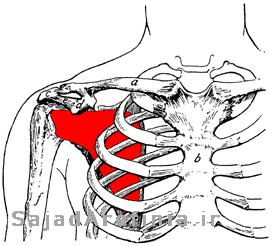 آناتومی عضله تحت کتفی ساب اسکاپولاریس Sub scapularis