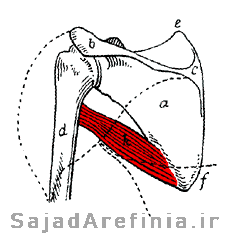 آناتومی عضله گرد بزرگ ترس ماژور Teres Major
