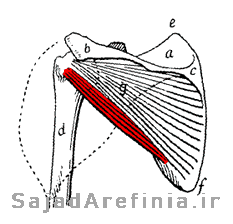 آناتومی عضله گرد کوچک ترس مینور Teres Minor 