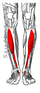 آناتومی عضلات تیبیالیس قدامی دورسی فلکسور مچ پا Tibialis Anterior