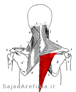 آناتومی عضله تراپزیوس  ذوزنقه (الیاف پایین) Trapezius (Lower Fibers)