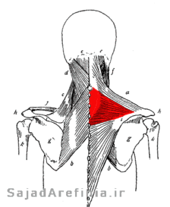 آناتومی عضله تراپزیوس  ذوزنقه (الیاف میانی) Trapezius (Middle Fibers)