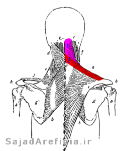آناتومی عضله تراپزیوس  ذوزنقه (الیاف فوقانی) Trapezius (Upper Fibers)